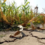 Declaran la emergencia por desastre agropecuario en cuatro departamentos del norte santafesino